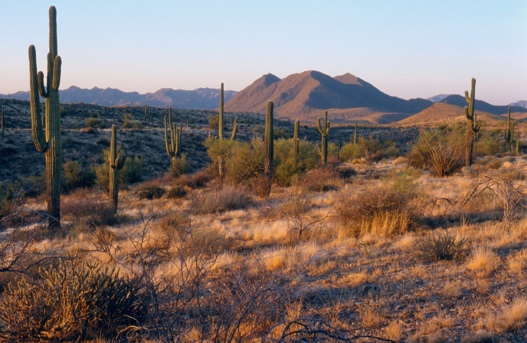 Hiking through the Sonoran Desert, Arizona.