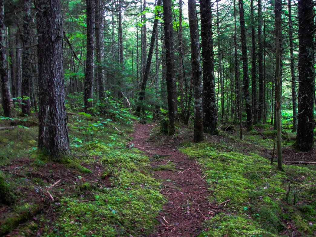 How to Thru-Hike the 133-Mile Northville-Placid Trail - Craghoppers US .