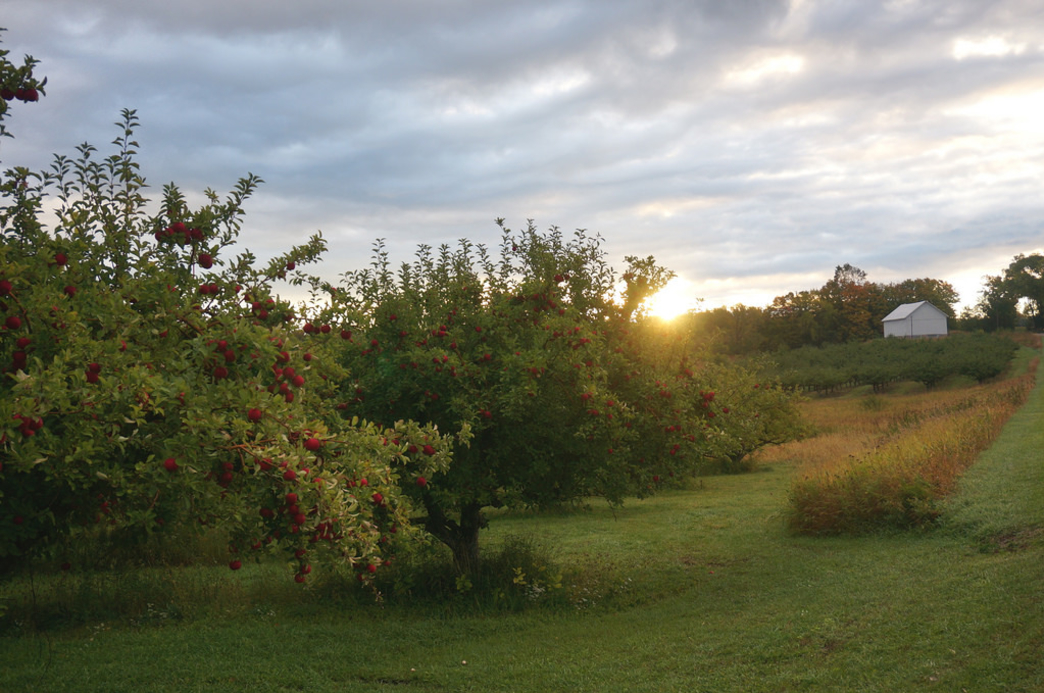 2015_10_apple-orchard.jpg
