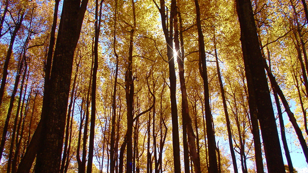 Shenandoah National Park Trees